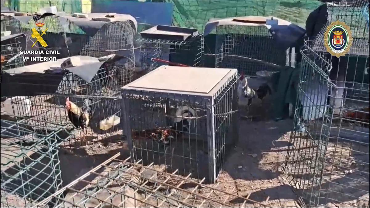 Desmantelados dos criaderos con 88 gallos de pelea en El Vacie.