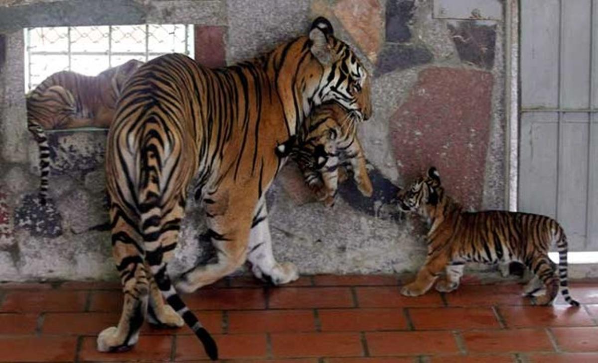 Cadells de tigre d’Indoxina juguen dins de la seva gàbia al zoològic de Hanoi. La seva mare, Mi, va donar a llum a quatre petits felins el matí del 2 d’abril del 2011, i es va convertir en el primer tigre del centre a néixer i criar en captivitat.