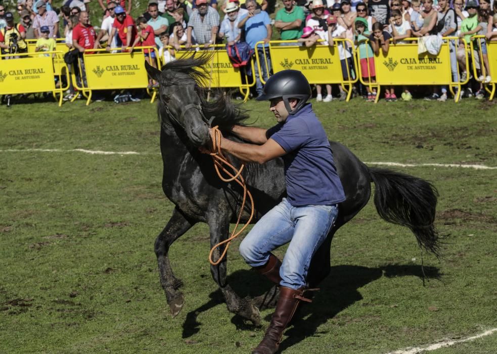 Fiesta del Asturcón en el Sueve