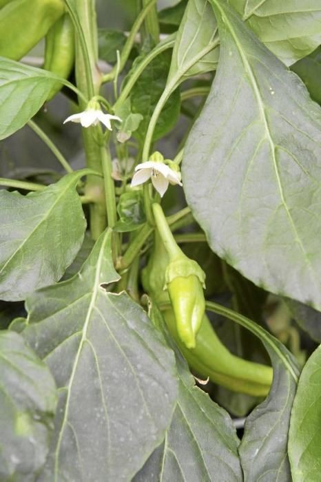 Ein Besuch bei Jaume Pou auf der Paprika-Plantage bei Inca.