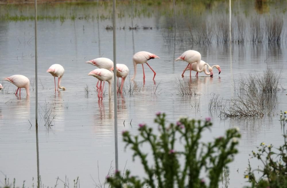 Flamencos y todo tipo de aves en la Laguna de Villena