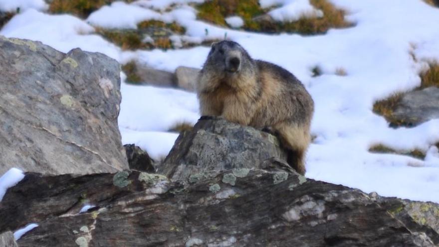 Las marmotas se comunican con sus propios dialectos