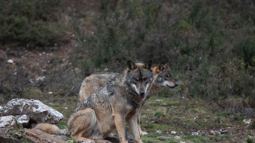 Castilla y León reclama 8 millones de euros asignados por daños del lobo