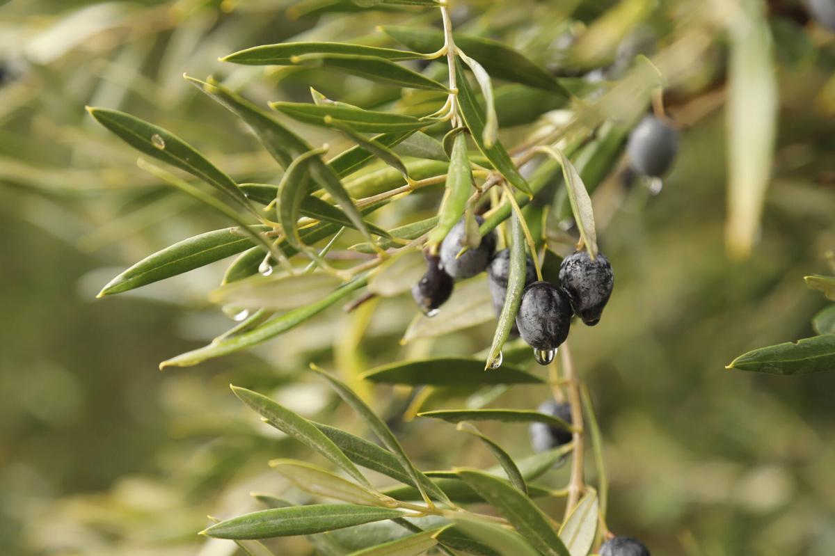 Olivar inundado tras las lluvías