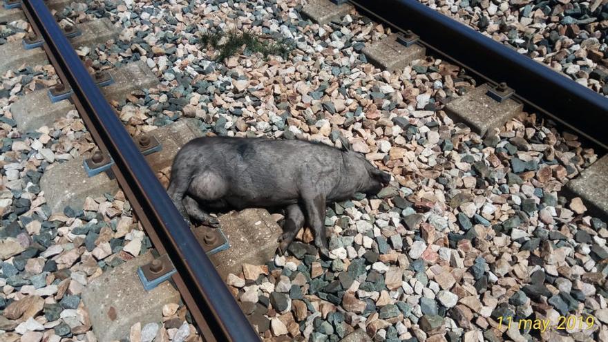 Cerdo vietnamita atropellado en Algemesí.