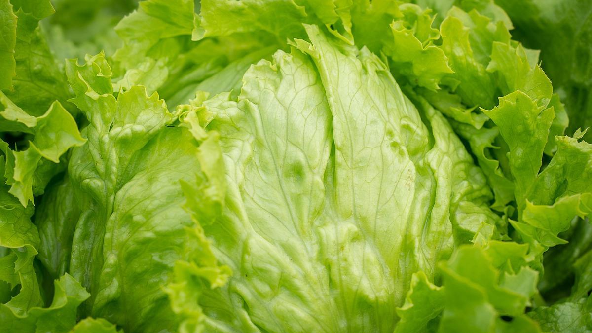 La lechuga tiene muy pocas calorías y es ideal para adelgazar