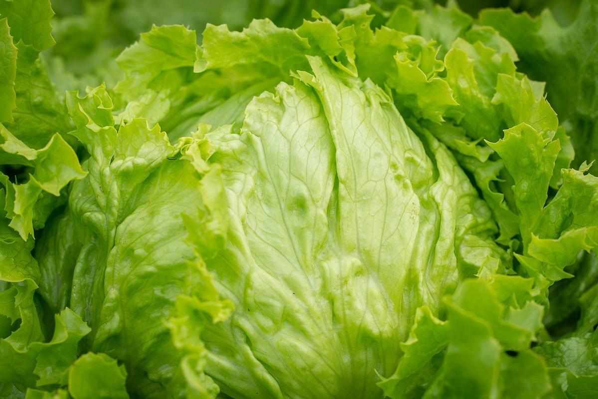 La lechuga tiene muy pocas calorías y es ideal para adelgazar