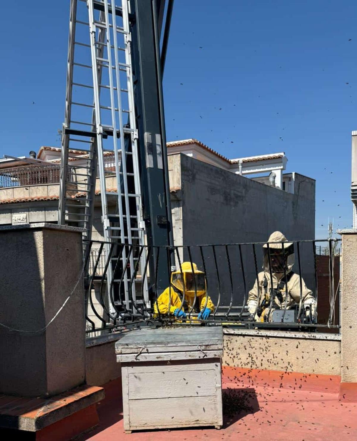 L’apicultor Javier Ventura, amb el suport de bombers, es fa càrrec de la retirada d’un eixam en la Vilavella.