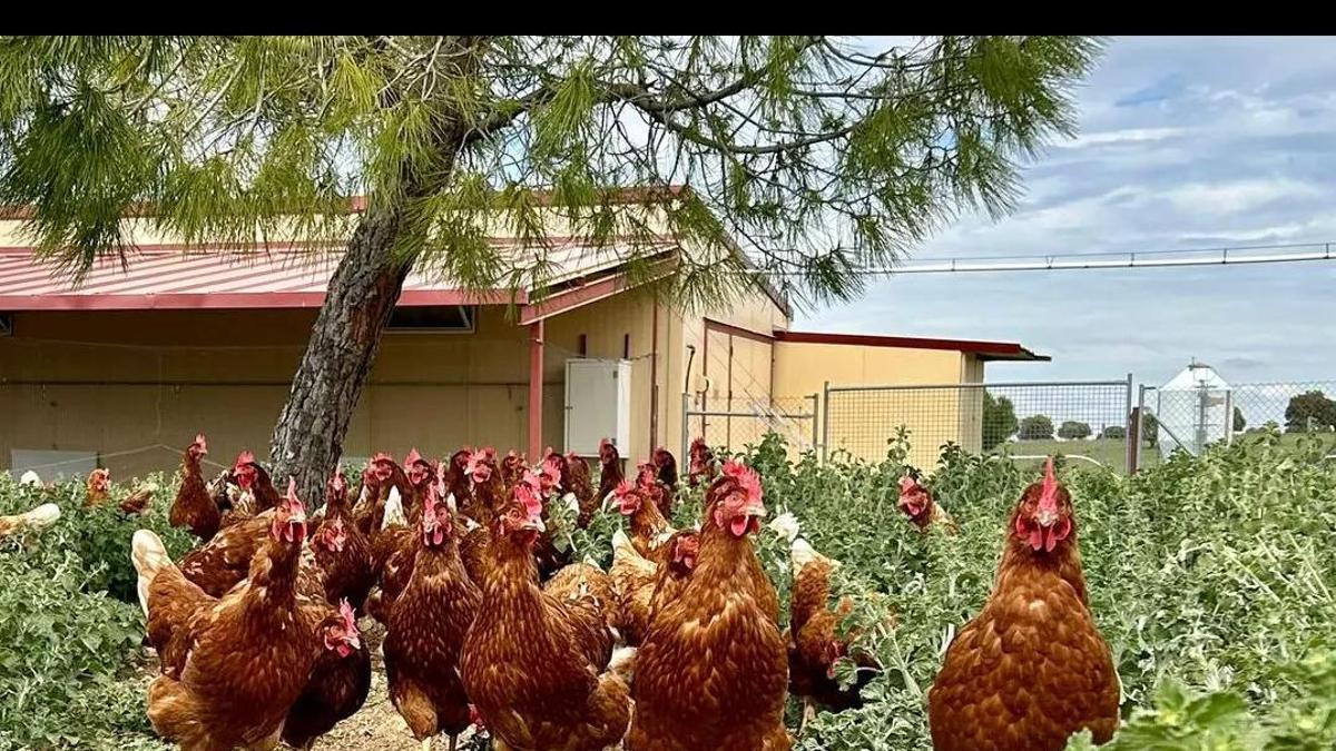 Las gallinas de Paco Dávila en Brieva.
