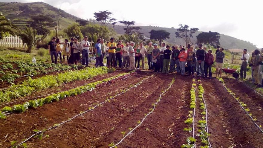 El Estado concede ayudas por 3,1 millones para empleo agrario en Canarias