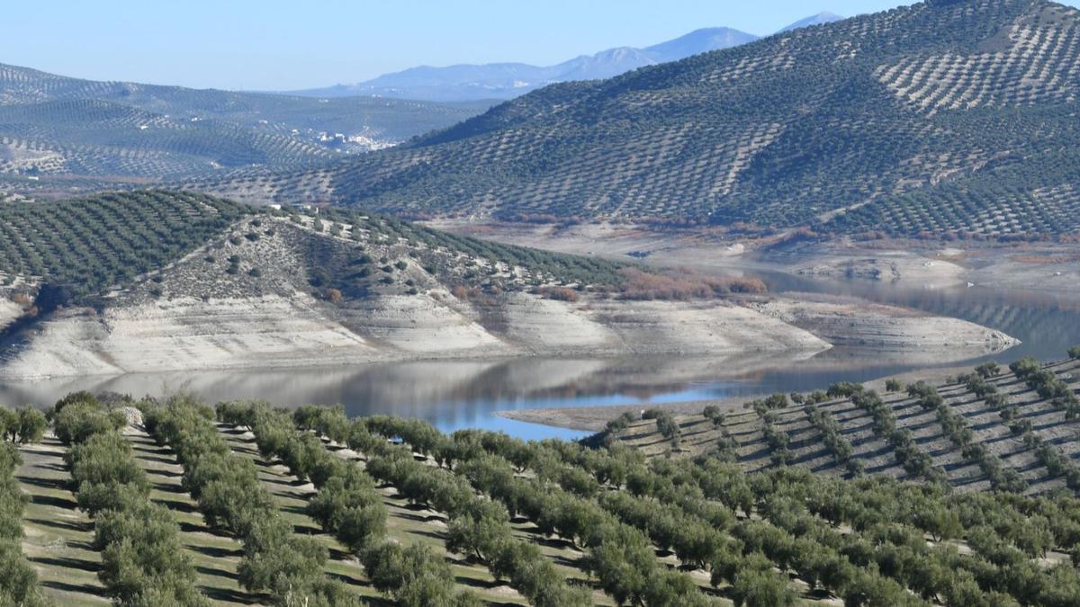 Campos de olivos en Córdoba.