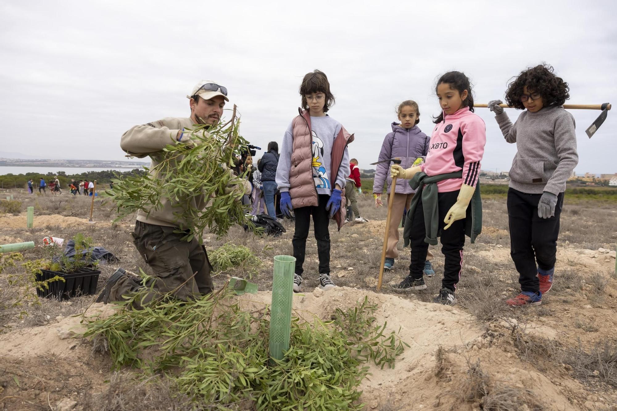 800 escolares se implican en la celebración del Día del Árbol con la plantación de especies autóctonas en torno a la laguna de La Mata de Torrevieja