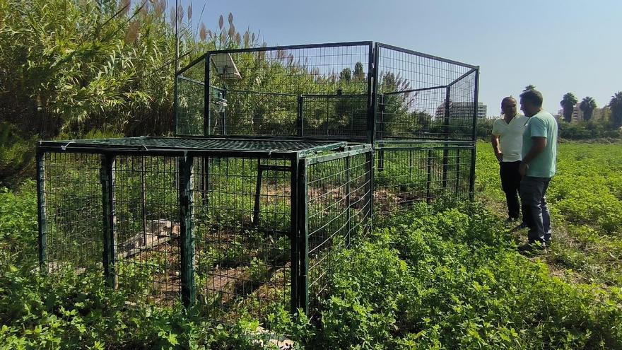 El alcalde, Andrés Martínez, visitó la jaula instalada en la marjal.