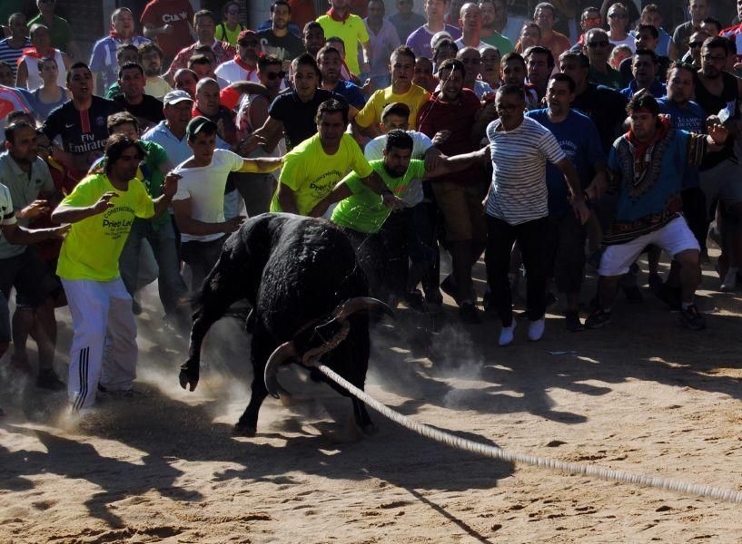 Toro Enmaromado Benavente: "Tapador" se rinde al c