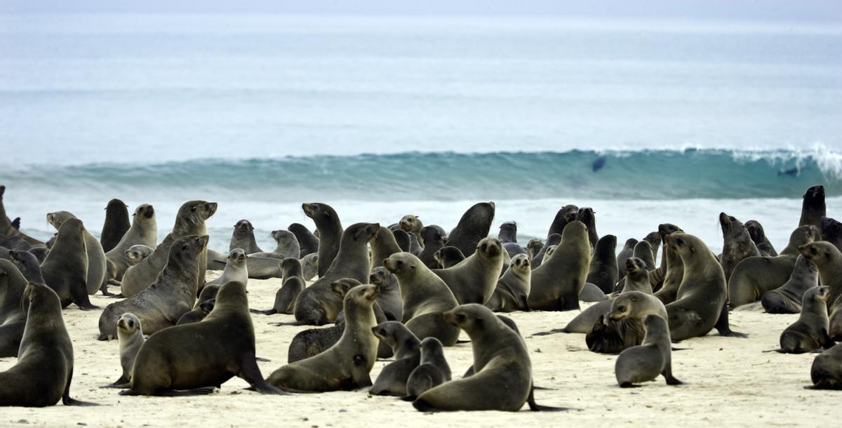 Focas autóctonas de la Costa de los Esqueletos