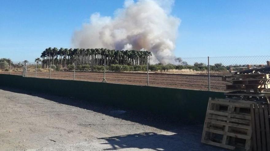 Incendio forestal en el Marjal dels Moros en Sagunt