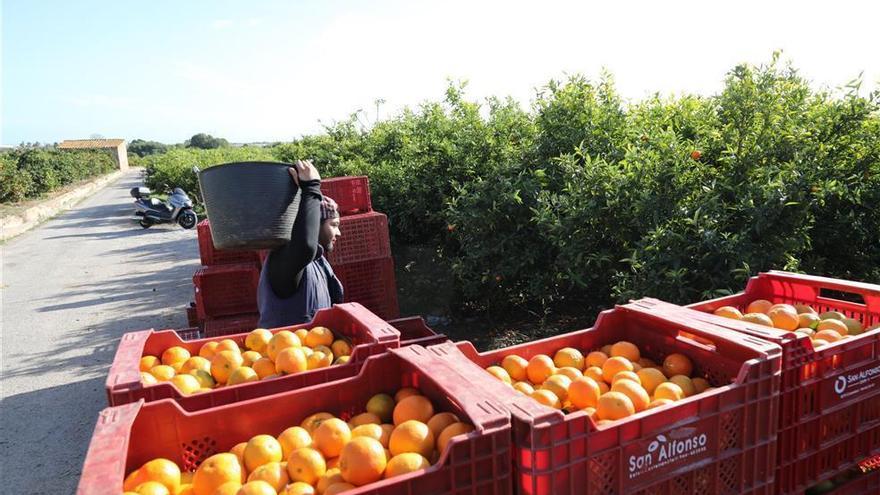 Santander financió al sector agro valenciano con más de 570 millones de euros en 2020