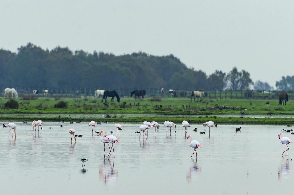 Juanma Moreno y Teresa Ribera visitan el Parque Nacional de Doñana.