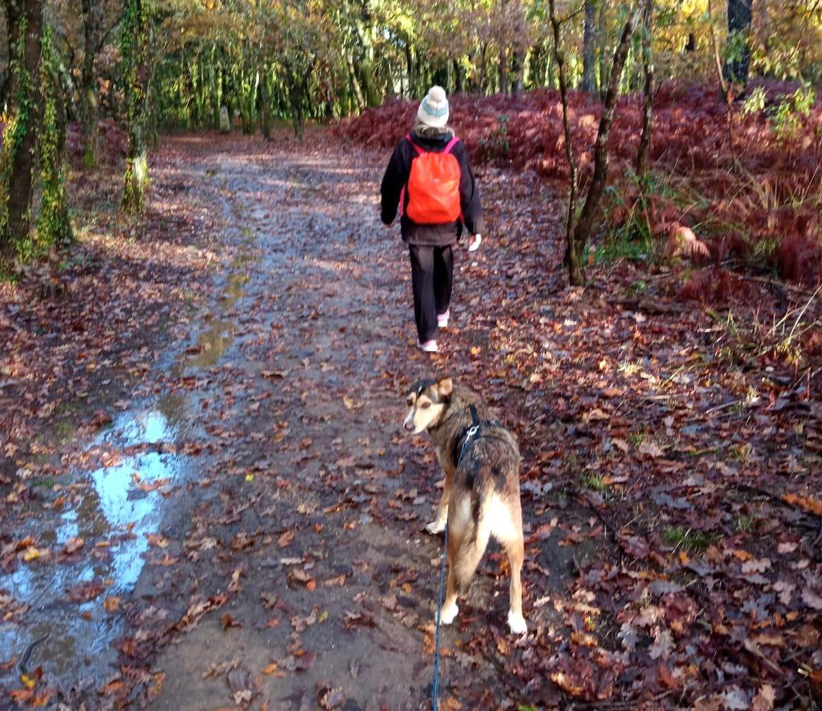 Cada vez más peregrinos hacen el Camino con su peludo.
