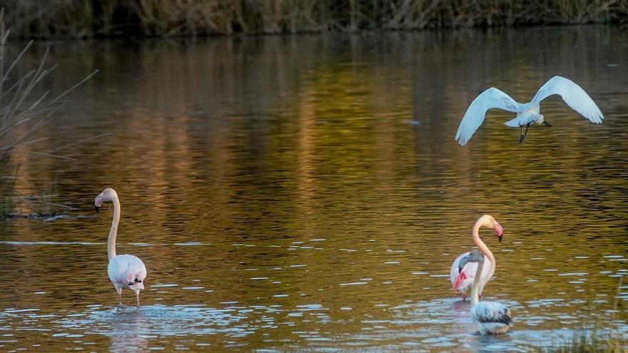 El Parque de Doñana, excluido de la lista verde de la UICN