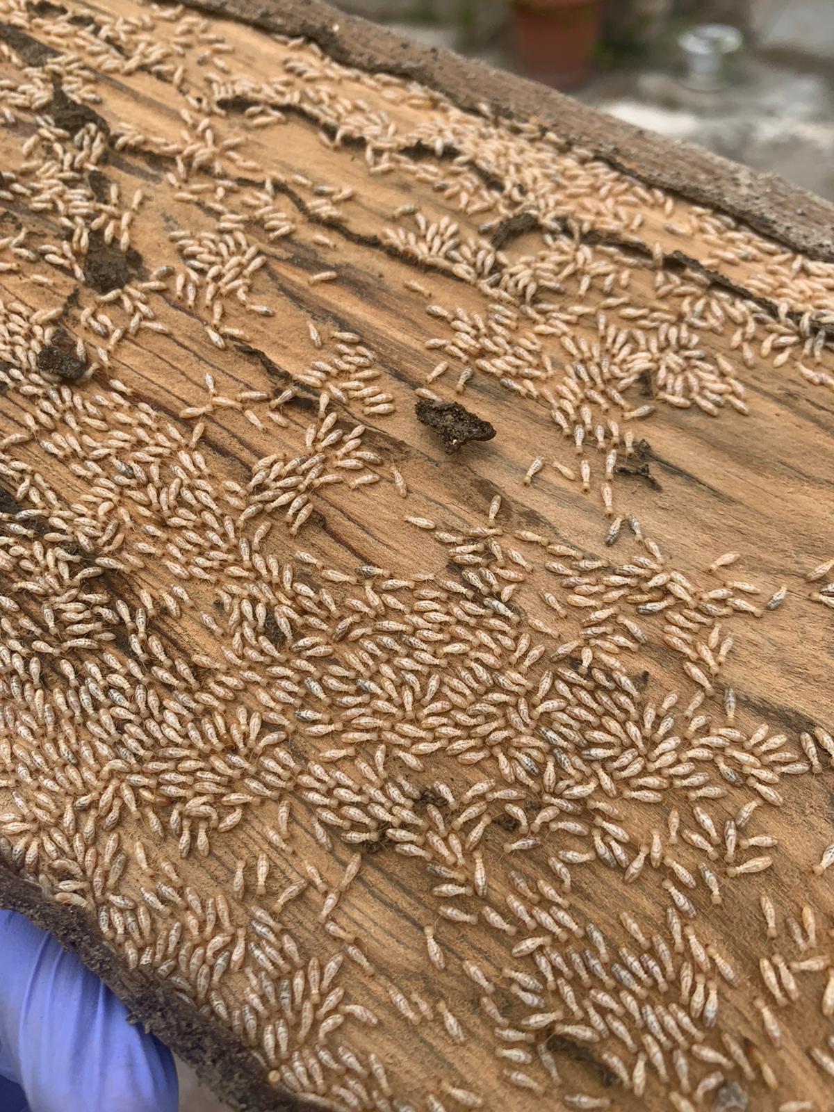 Infestación de termitas, insecto  xilófago que representan un riesgo significativo para la estructura física y para la sostenibilidad.