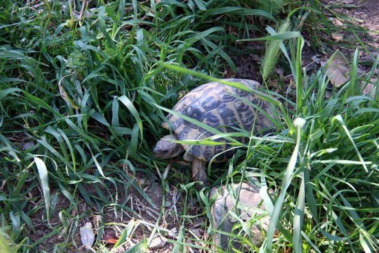 Un exemplar de tortuga mediterrània a les instal·lacions del Centre de Reproducció de Tortugues de l'Albera