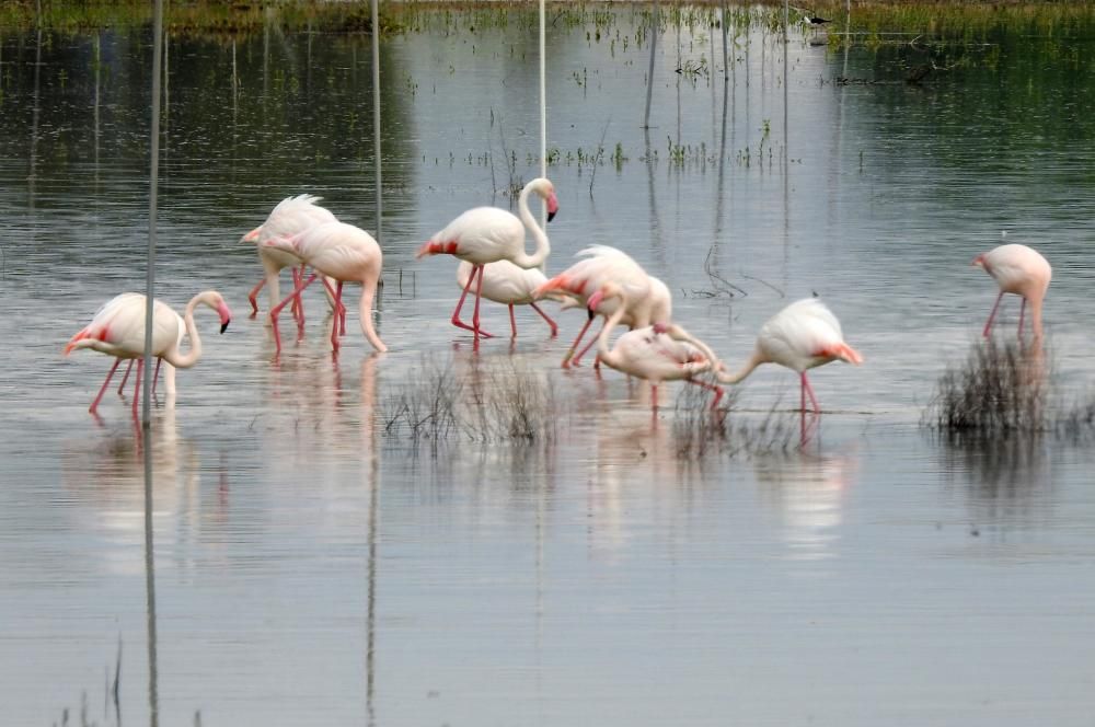 Flamencos y todo tipo de aves en la Laguna de Villena