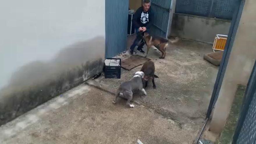 Entrena a dos perros de presa con un jabalí y graban el brutal ataque