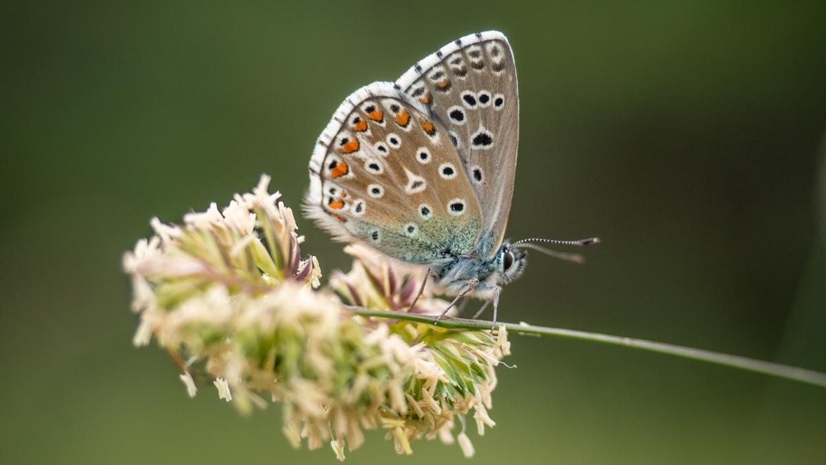 Lysandra Bellargus.