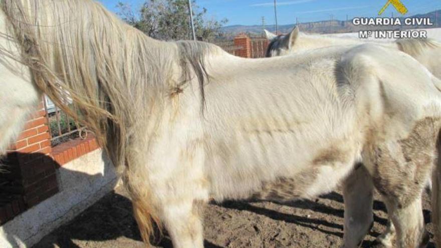 Hallan 7 caballos desnutridos y en estado de abandono en una finca equina de Mutxamel