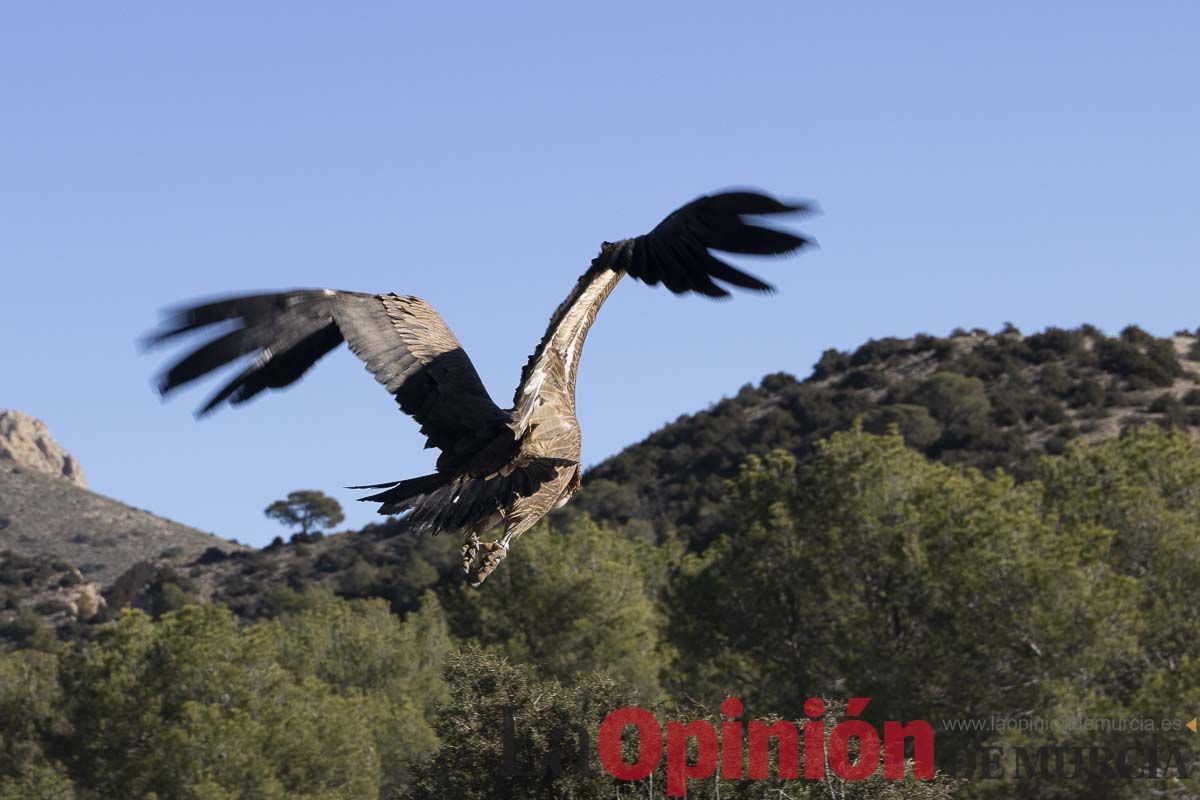 Suelta de dos buitres leonados en la Sierra de Mojantes en Caravaca