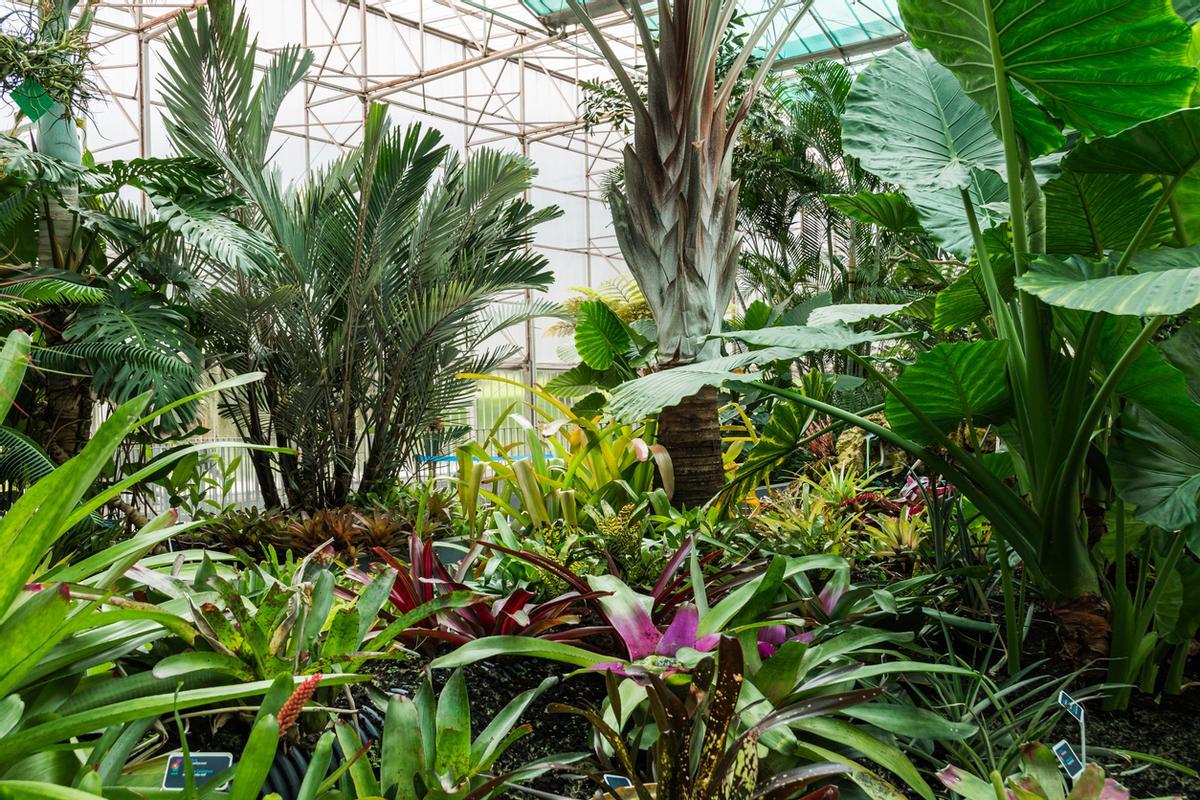 Diversidad de Plantas Tropicales, Invernadero José Celestino Mutis