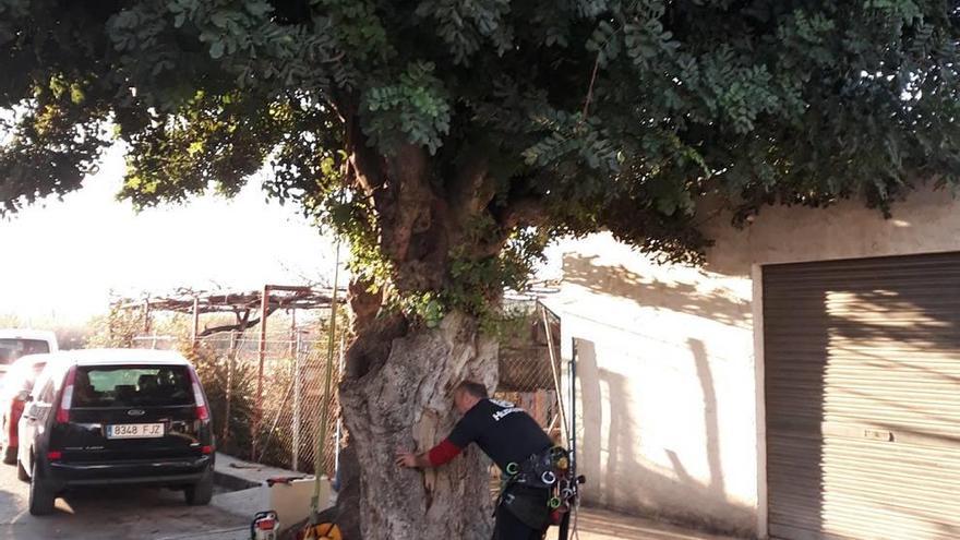 Los técnicos municipales están realizando trabajos de poda y tratamientos en los árboles protegidos del municipio.