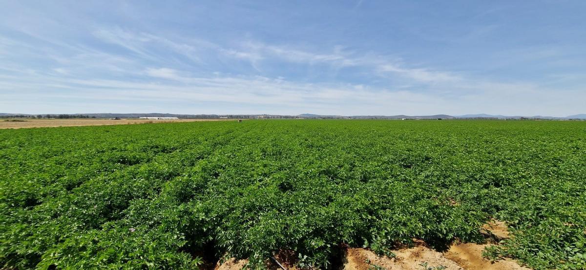 Una de las plantaciones de patatas que abastencen a la multinacional.