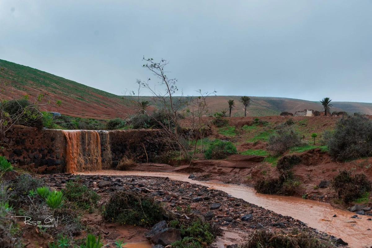 Teguise se cubre de verde tras las últimas lluvias de 2025 en Lanzarote