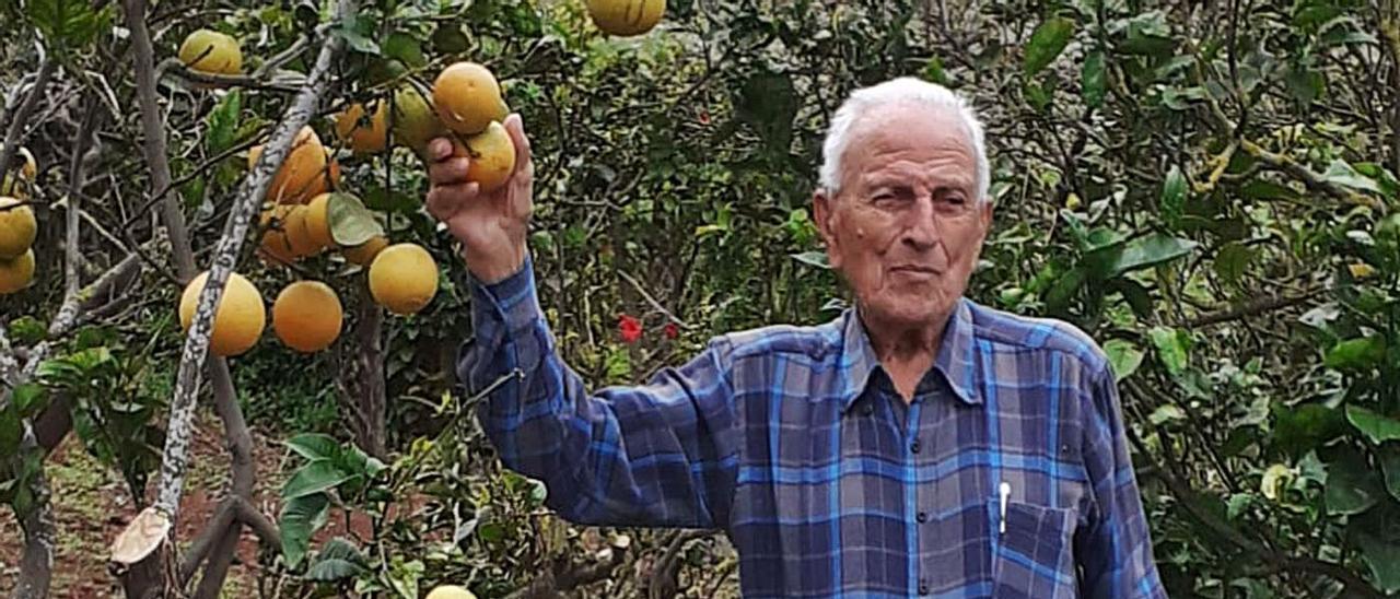 Félix Molina Moreno, como cada día, en sus 20 fanegas de cultivo atendiendo los matos a sus cien años de edad. | | LP/DLP