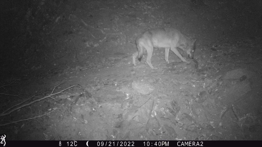 Confirmen la presència d&#039;un llop al Paratge Natural de l&#039;Albera