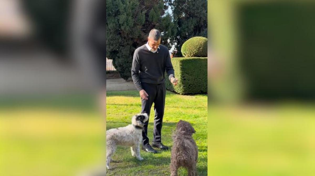 Pedro Sánchez Perros TikTok Foto