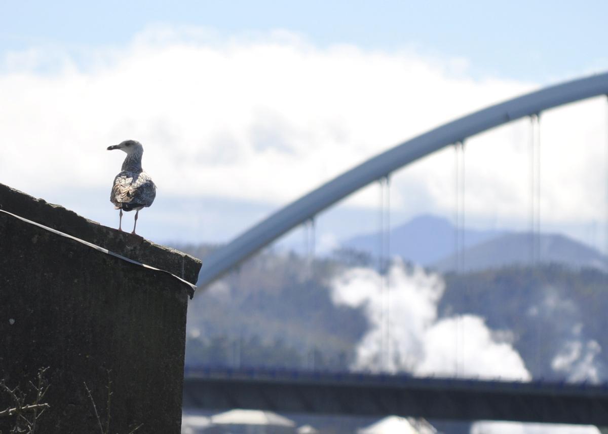 Una gaviota, en Navia.