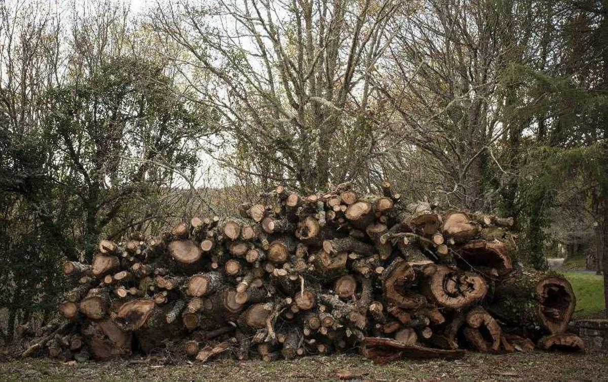 Ven un "atentado contra el patrimonio" en una tala en la Ribeira Sacra