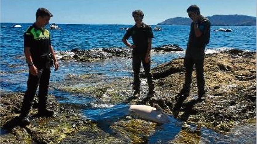 Apareix un dofí mort a la platja la Farella de Llançà