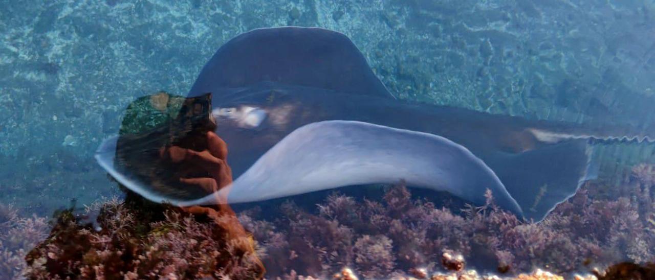 Ejemplar de mantarrayas hallado en La Laja