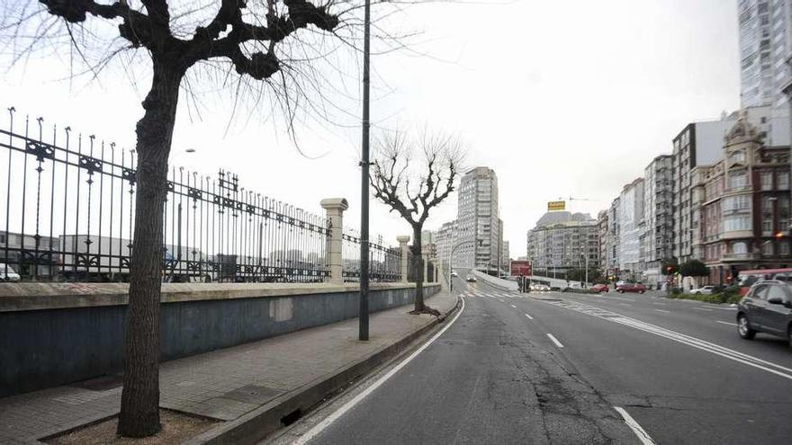 Dos de los árboles que se prevé talar para hacer el carril bici metropolitano, en la avenida Primo de Rivera.