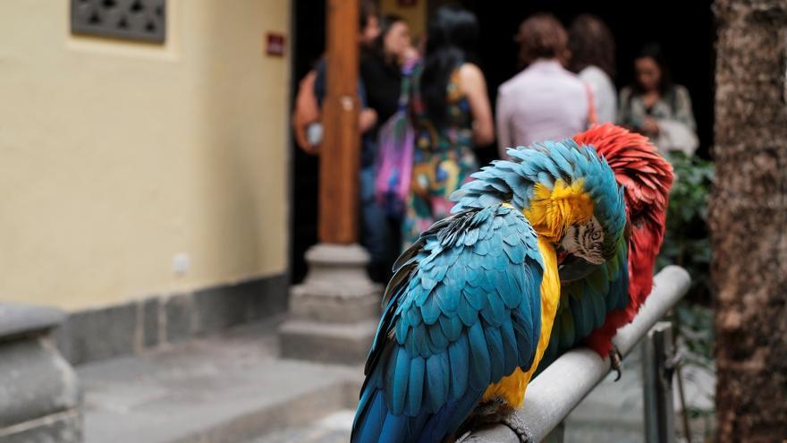 Los guacamayos de la Casa de Colón se mudan