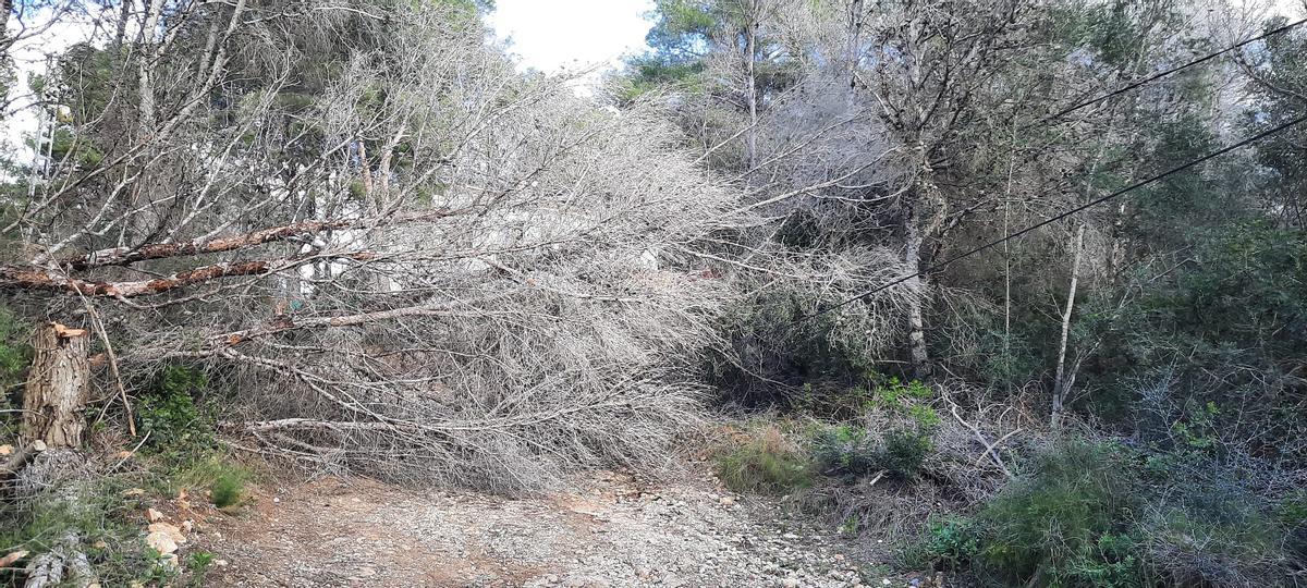 Pinos muertos y secos derribados por el vendaval