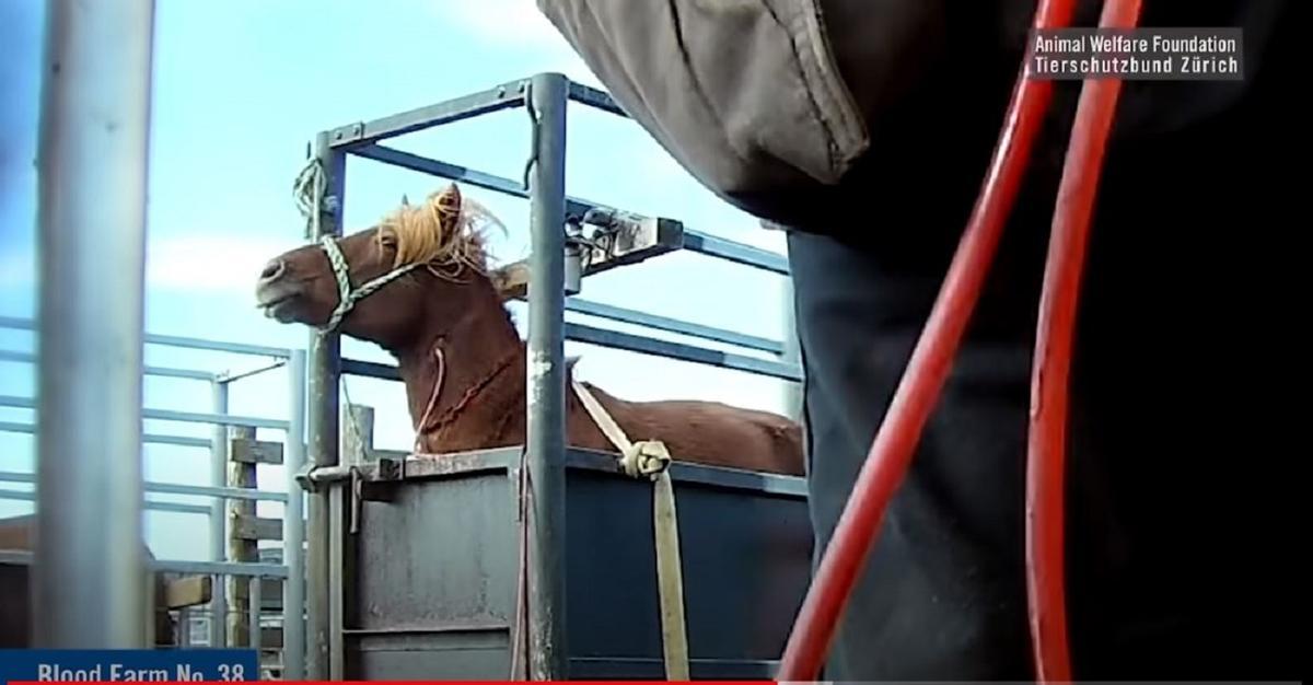 Así son las crueles 'granjas de sangre' de Islandia