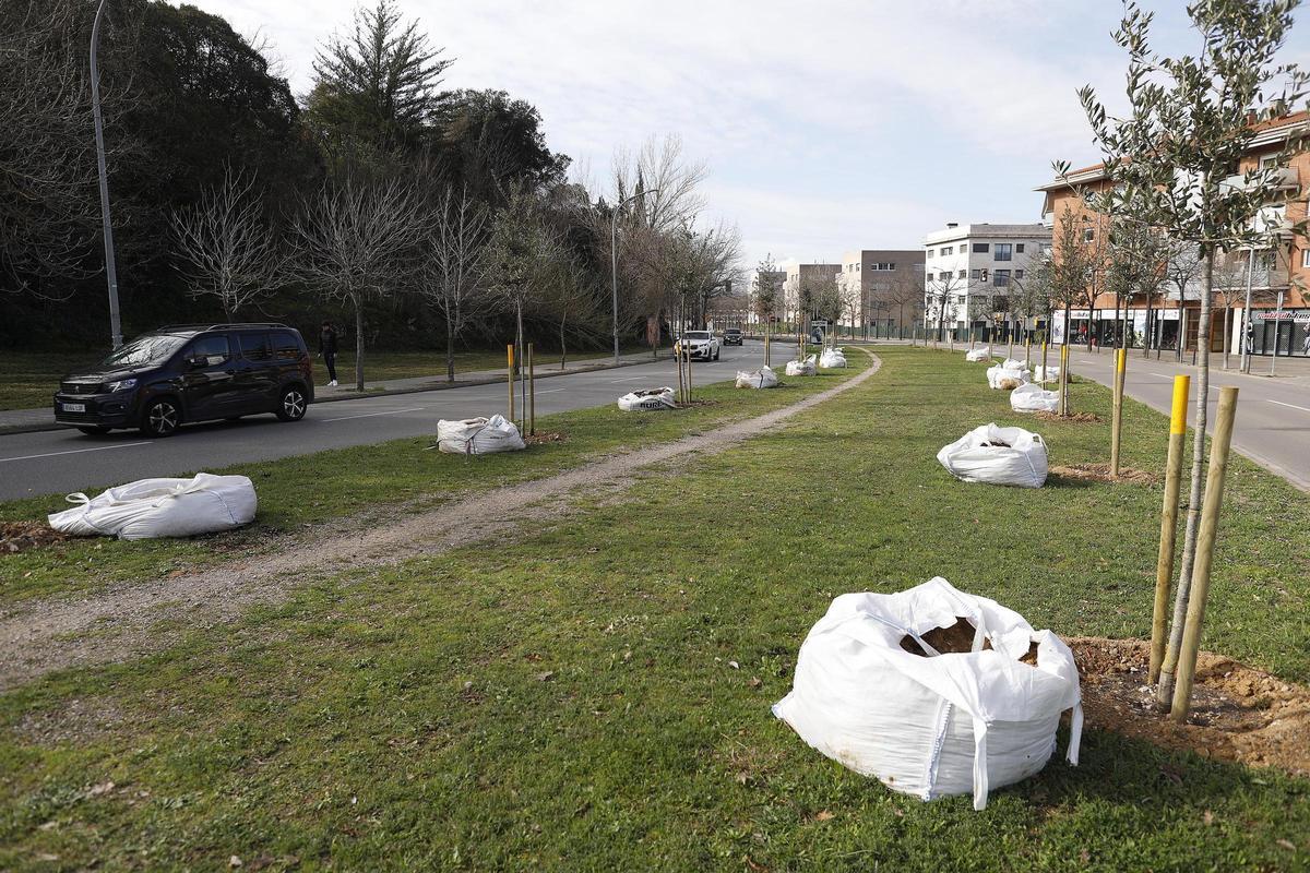 Arbres que es van plantar l'any passat en un punt de l'avinguda Lluís Pericot.