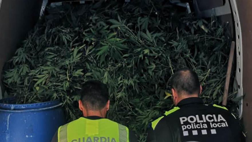 Buch reclama que s&#039;endureixi el codi penal pel cultiu i tràfic de marihuana