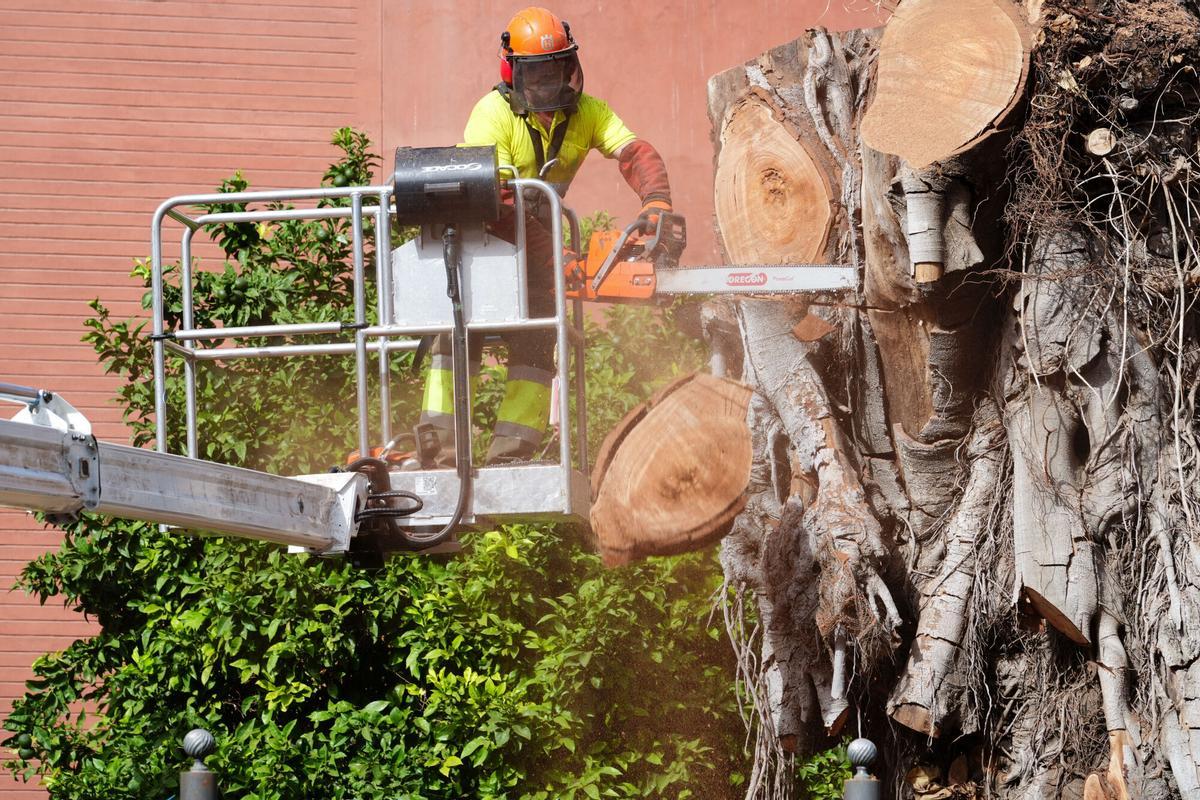 Operarios talan el árbol de San Jacinto. A 7 de agosto de 2025 en Sevilla, Andalucía (España). El Área de Parques y Jardines del Ayuntamiento de Sevilla ha procedido este jueves a la retirada final de lo que quedaba del ficus de la parroquia de San Jacinto, en el barrio de Triana, tres años después de su primera tala, paralizada por un juez. 07 AGOSTO 2025 Francisco J. Olmo / Europa Press 07/08/2025. Francisco J. Olmo