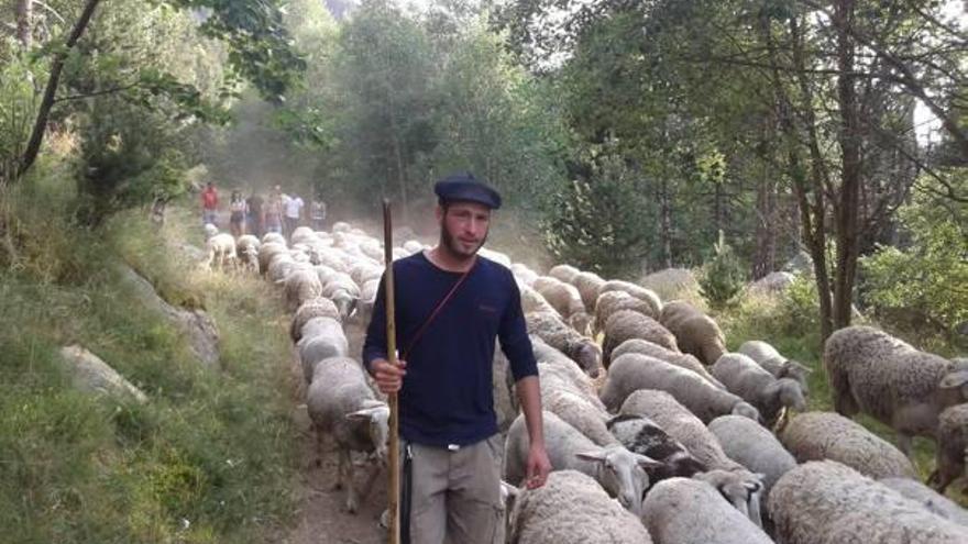 El pastor local Anthony Valiente, cocreador de la nova lliga de concursos, conduint el ramat d&#039;ovelles